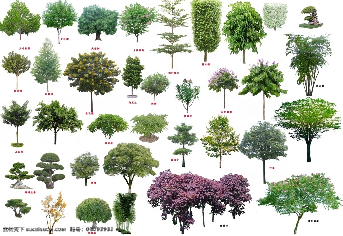绿化 常用 乔木 树木 植物素材 psd素材 植物 绿化素材 环境设计 景观设计