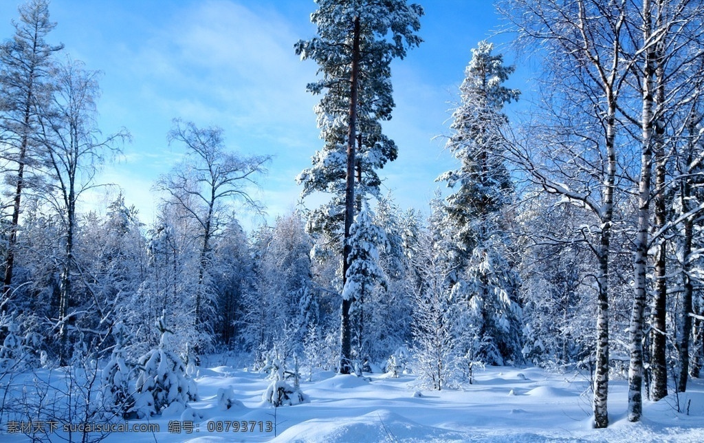 雪地森林 摄影素材 风光摄影 风景 美丽景色 雪地 冬天 冬季 冬天风光 冬天森林 雪地美景 风光图片 冬季美景 自然风景 自然景观