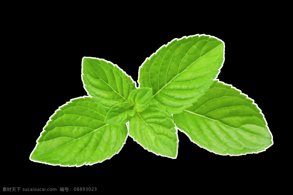 绿油油 薄荷 叶 透明 植物 绿色 免扣素材 透明素材 纹理 叶片 装饰图片