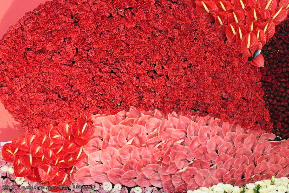 花卉 图 花卉礼品 花卉盆景图片 花卉摄影 美景图 花卉美图 花圃图 风景 生活 旅游餐饮