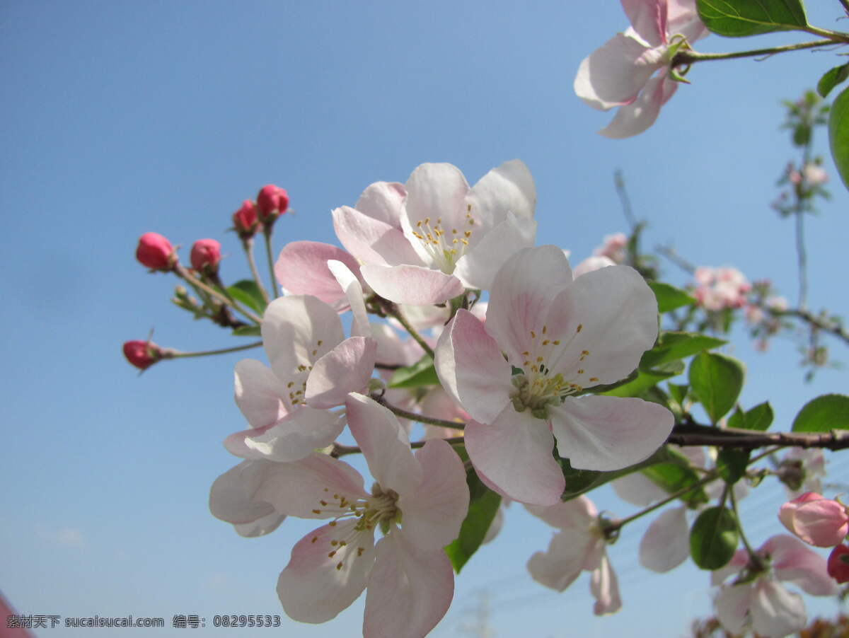 西府海棠 海棠 三月 阳春 盛开 花草 生物世界