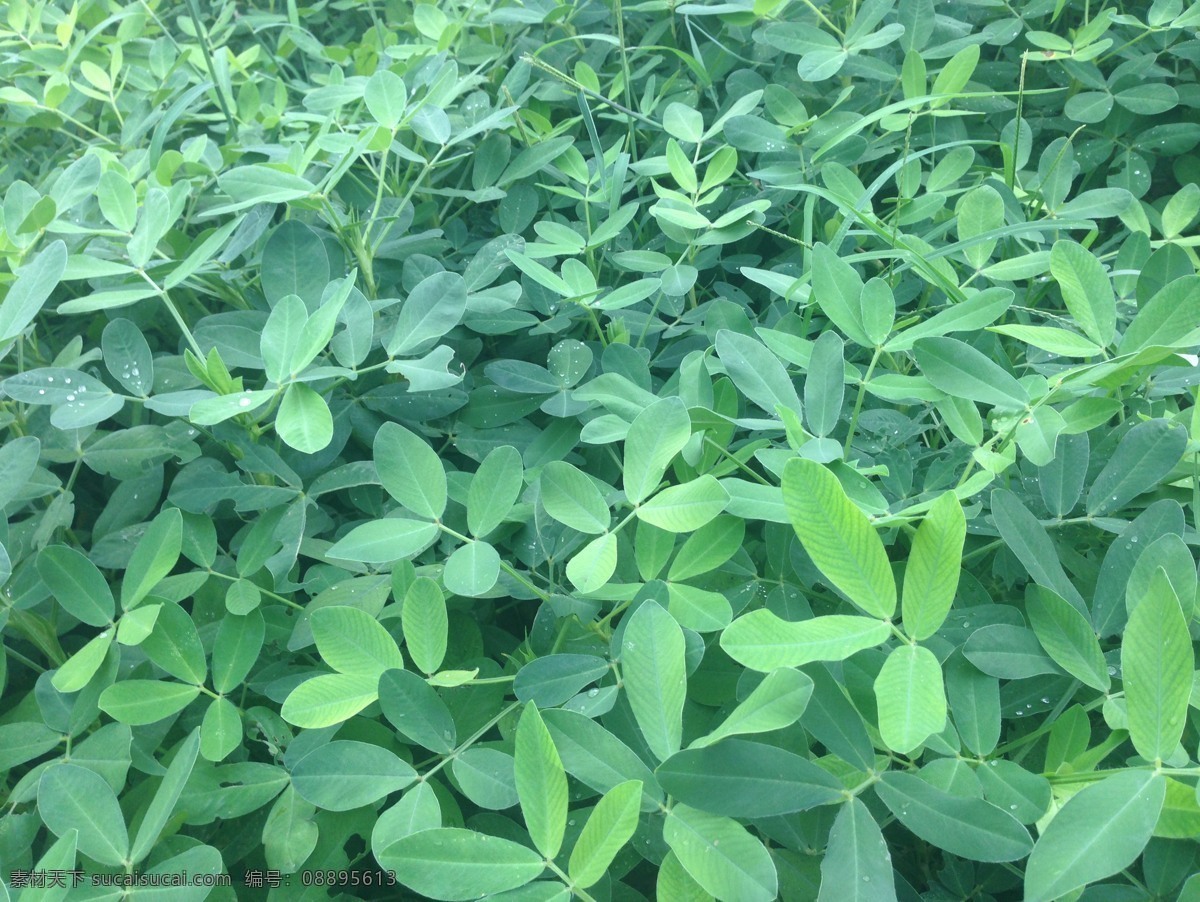 花生地摄影 花生 一株花生 一簇花生 花生秧子 蔬菜 生物世界 餐饮美食 食物原料