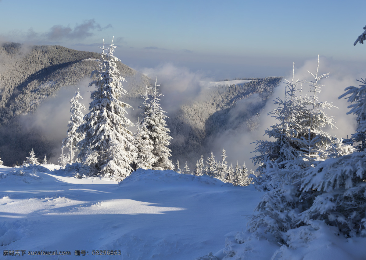 雪景 云海 雪地 云雾 冬天 冬季 白雪 雪花 松树 树林 森林 针叶林 雪山 自然 风光 风景 景色 梦幻 壁纸 景观 天空 美丽自然 自然风景 自然景观