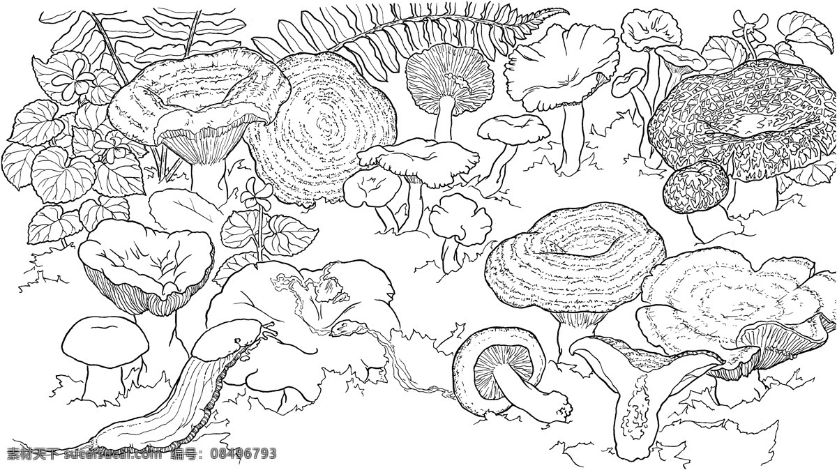 菌类 微生物 静物素描 设计素材 静物专辑 素描速写 书画美术 白色