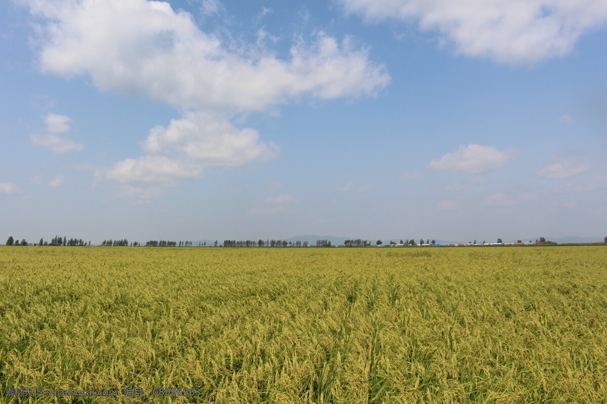 稻田 水稻 稻子 稻穗 粮食 大米 稻米 有机大米 有机稻米 庄稼 风景 自然景观 田园风光