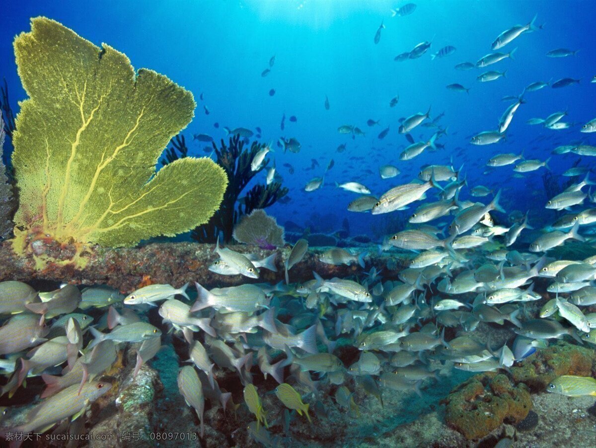 海底世界 群鱼 海底 鱼 海洋生物 生物世界