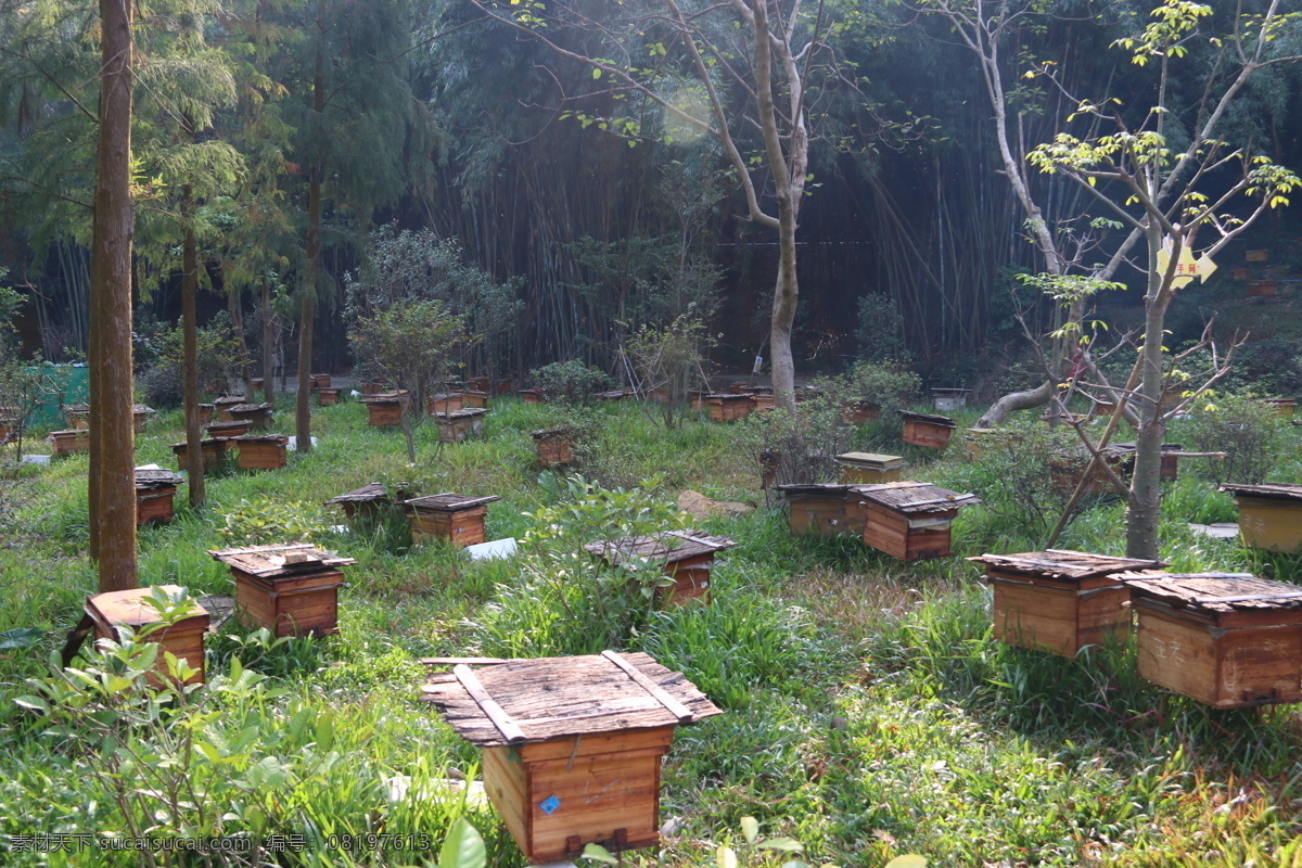 蜂箱 蜜蜂 树林 养蜂 林子 生物世界 昆虫