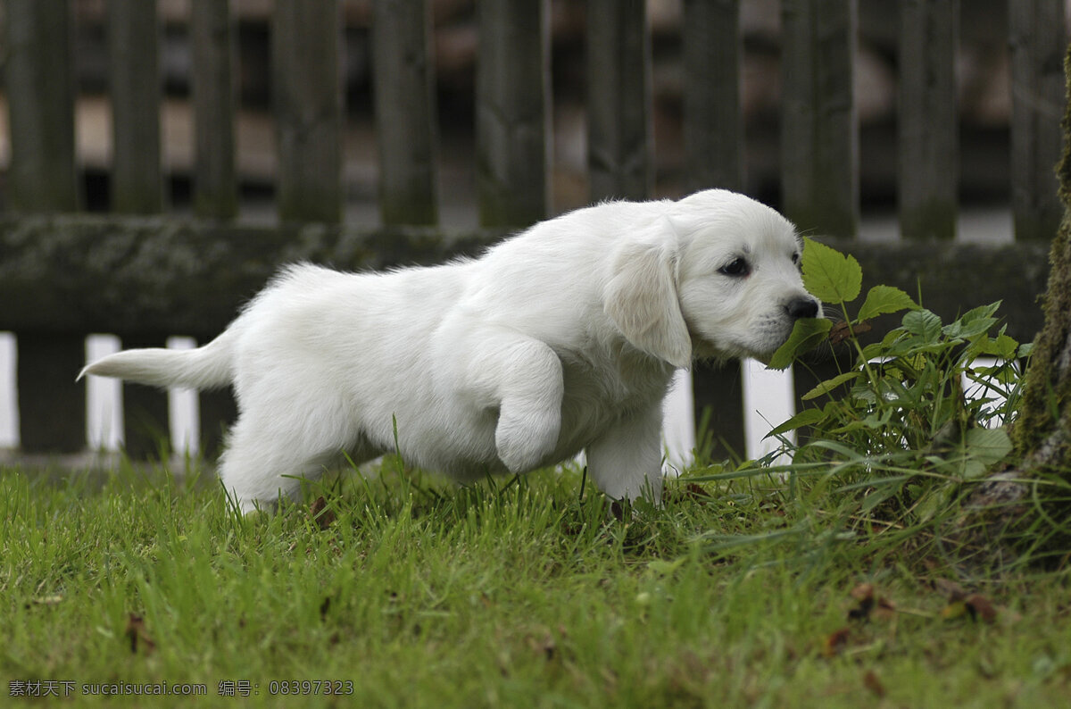 奔跑 小白 狗 宠物 可爱小狗 名贵 犬种 动物世界 宠物摄影 陆地动物 生物世界 狗狗图片