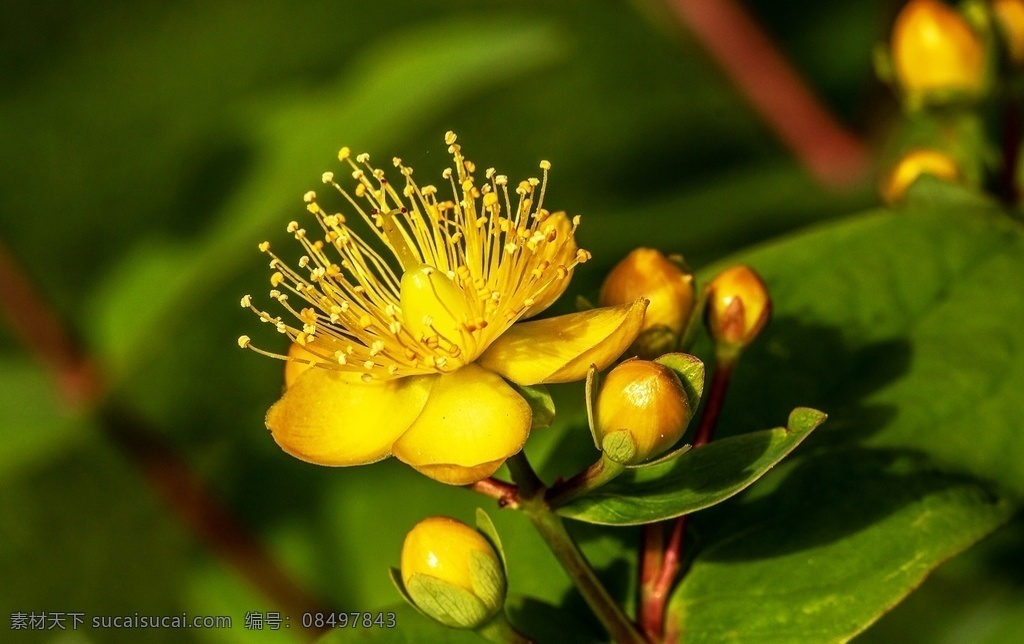 连翘花 forsythia suspensa 黄花杆 黄寿丹