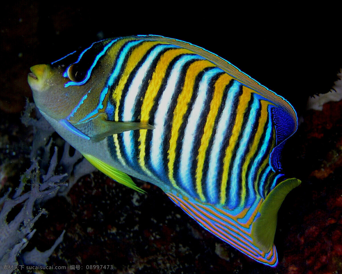 海洋生物 海底世界 海洋 礁石 生物世界 鱼 鱼类 珊蝴礁石 珊蝴 海底景色