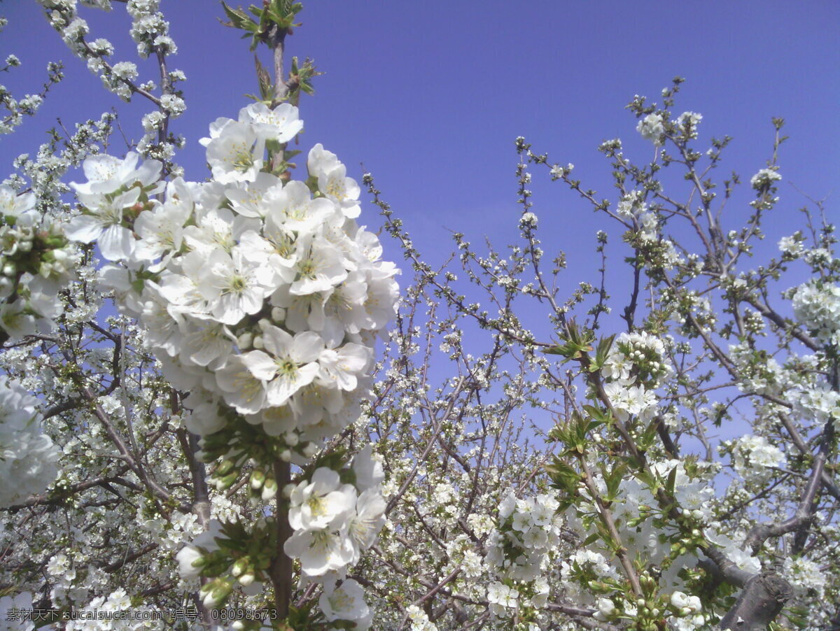 苹果树 春季 春天 花草 花朵 开花 生物世界 树木 psd源文件