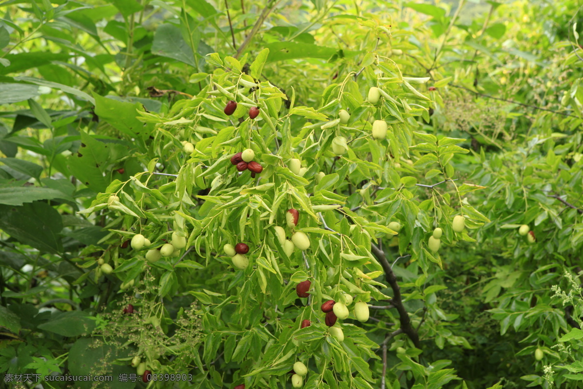 枣 大青枣 新鲜大枣 新鲜青枣 冬枣海报 生物世界 水果
