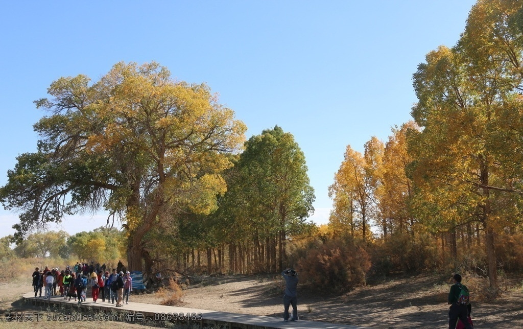胡杨林风景 胡杨林风光 沙漠里的树 胡杨林树木 西北胡杨林 防风林 额济纳风光 额济纳 胡杨林 沙漠 蓝天 风景 自然景观 巴丹吉林沙漠 歪树 唯美的风景 唯美 秋天的风景 金色的树林 古树 黄叶 林海 千年古树 秋天的胡杨林 额济纳胡杨林 西北旅游 西北风光 内蒙古风光 内蒙古景点 高清 照片 风景名胜