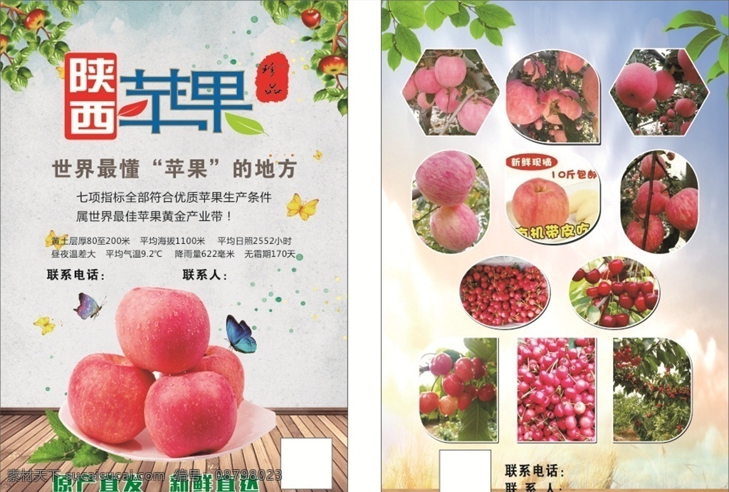 苹果宣传彩页 苹果彩页 苹果 农场产品 陕西苹果 苹果单页 苹果dm单