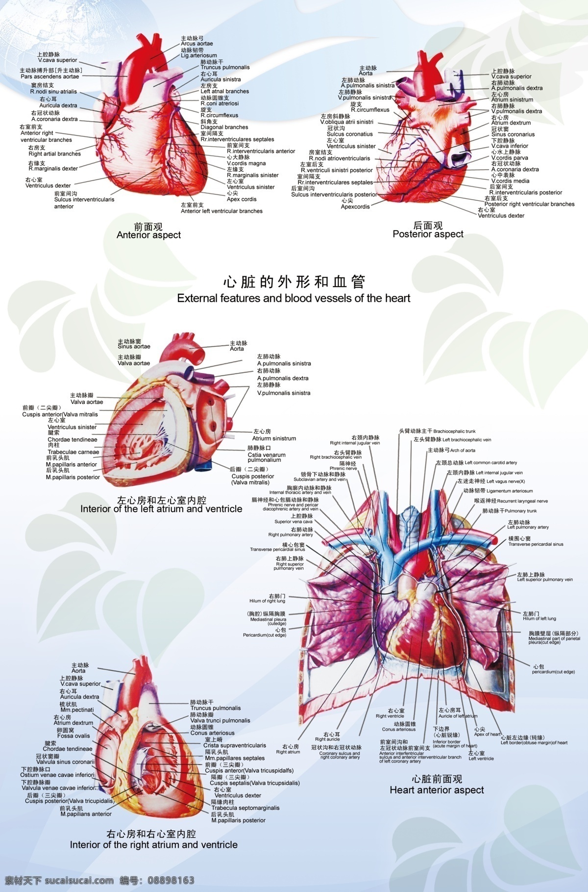 心脏 人体部位 医院展板 分层 源文件