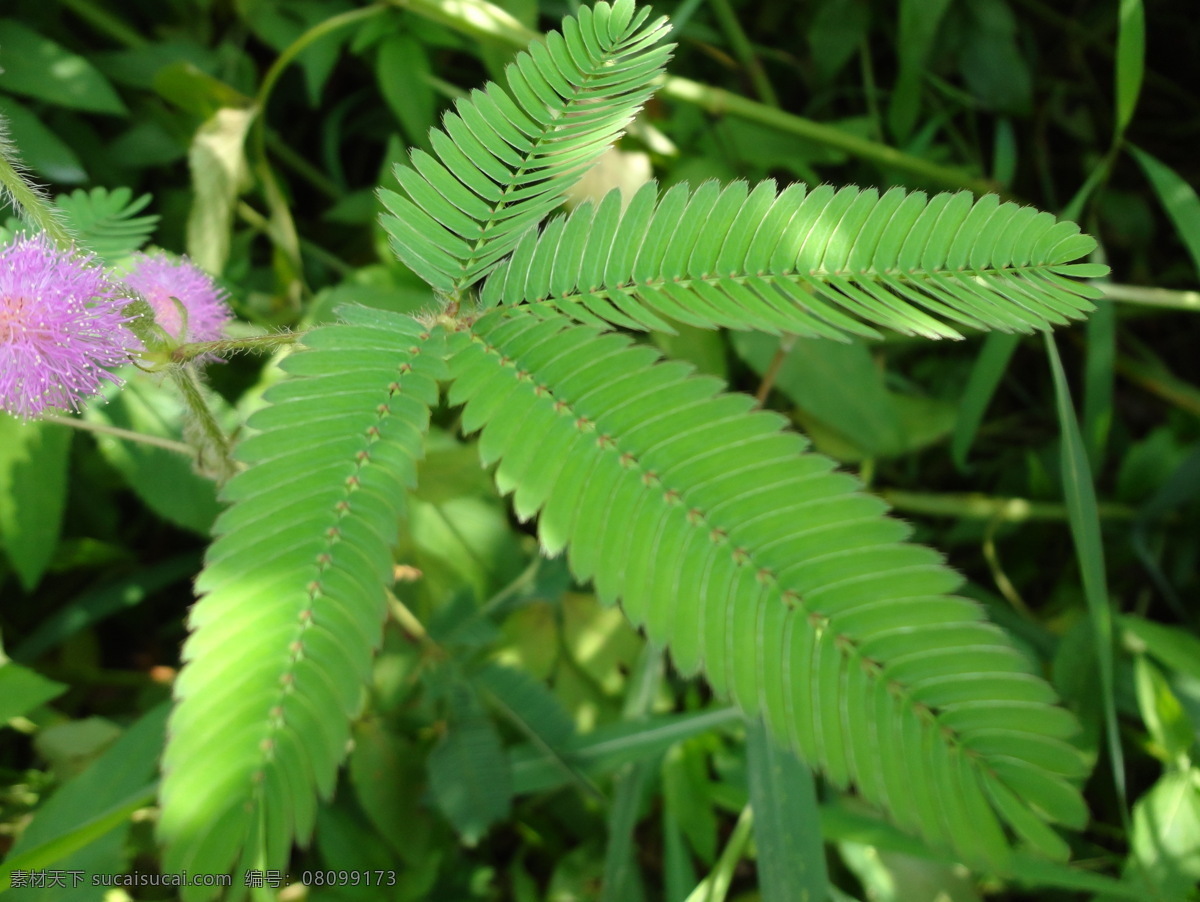 含羞草 豆科 多年生 知羞草 怕丑草 生物 植物 栽培技术 栽培 生物摄影 植物摄影 有刺害羞草 害羞 有毒性植物 花草 生物世界
