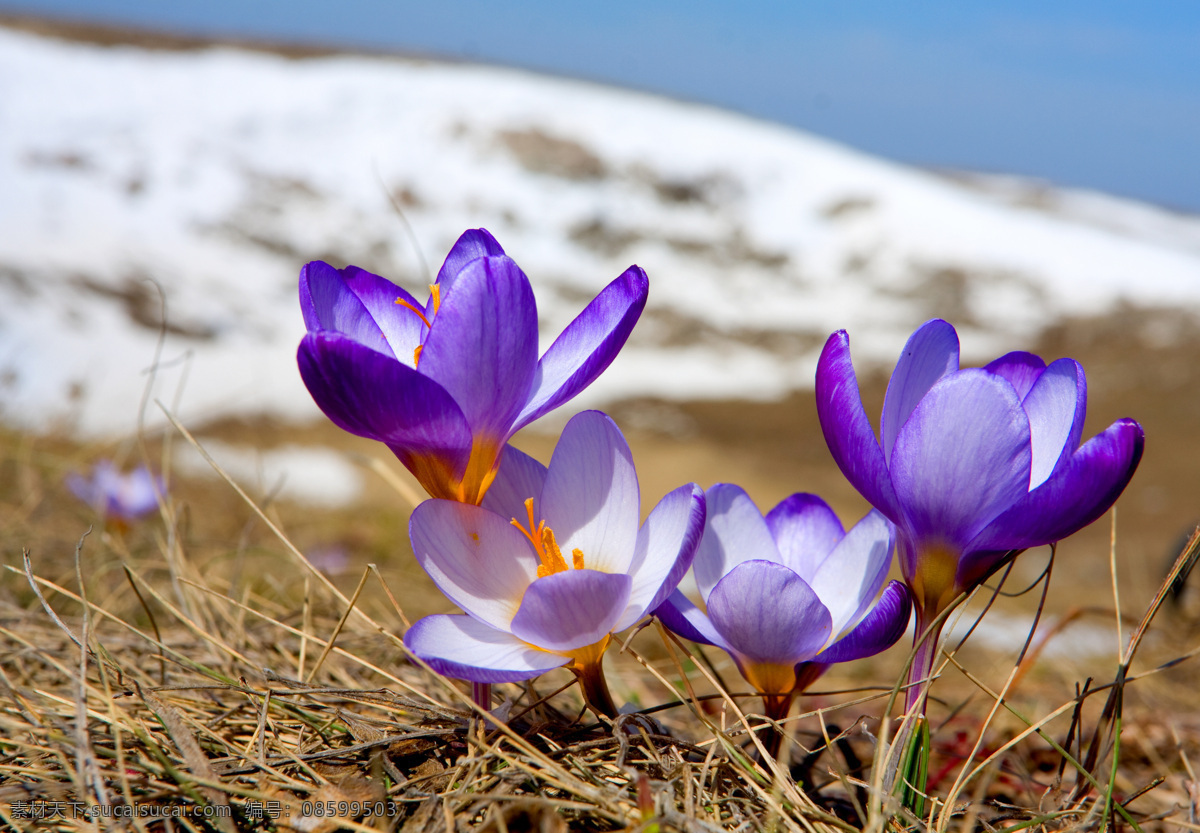 雪地 里 鲜花 植物 春天 绽放 盛开 干净 雪山 杂草 花草树木 生物世界
