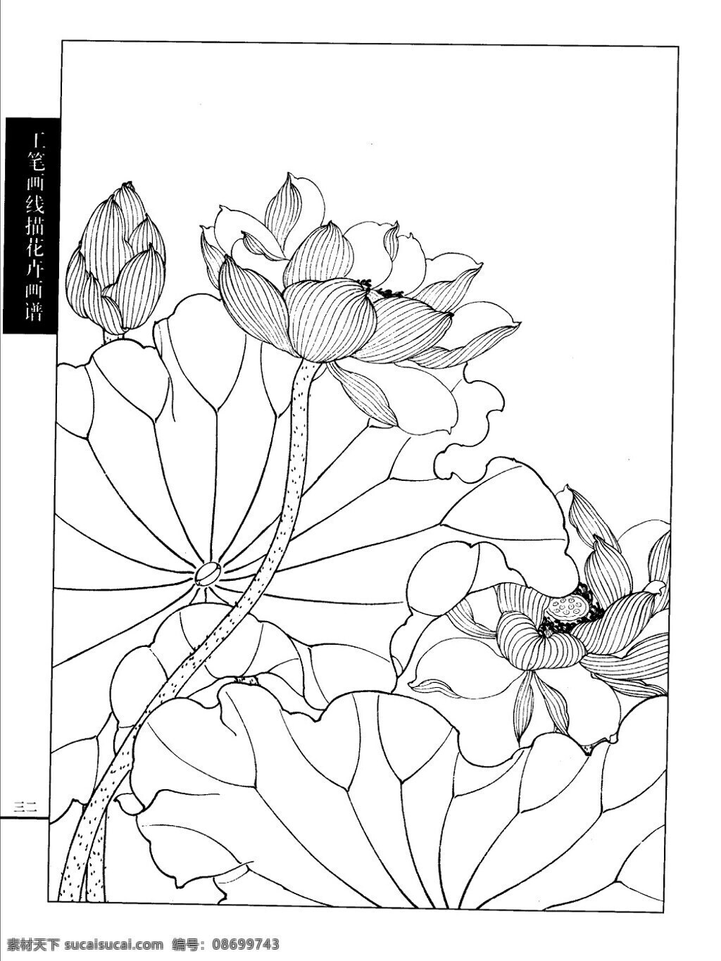 工笔 荷花 白描 画谱 线描 绘画书法 文化艺术