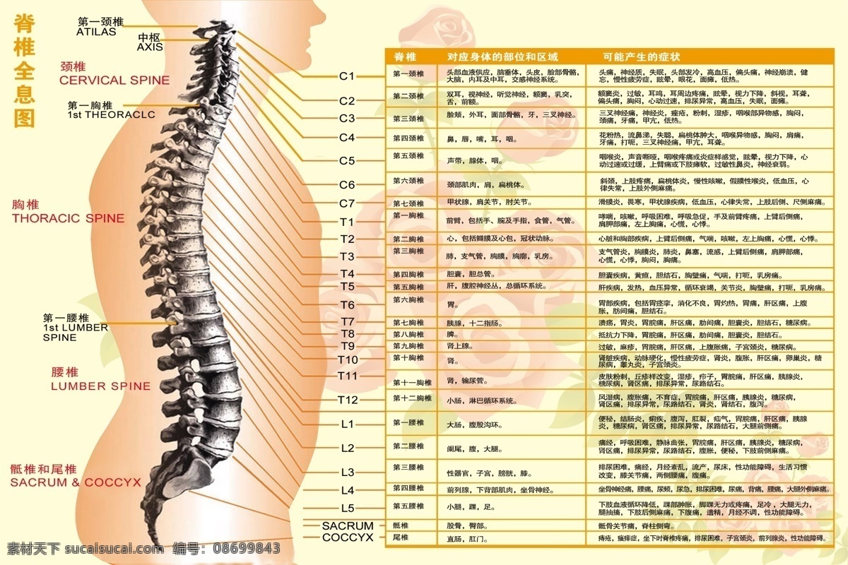 花儿 脊柱全息图 脊椎全息图 脊椎图 花 黄色 红色 脊椎 人体 表格