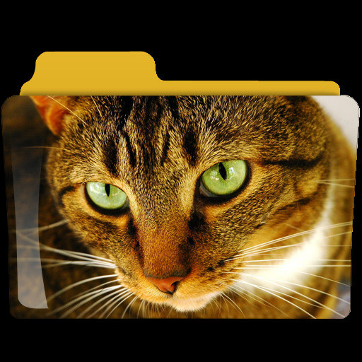 猫 狗 动物 高清 文件夹 小猫 鱼 白猫 网页素材 网页模板