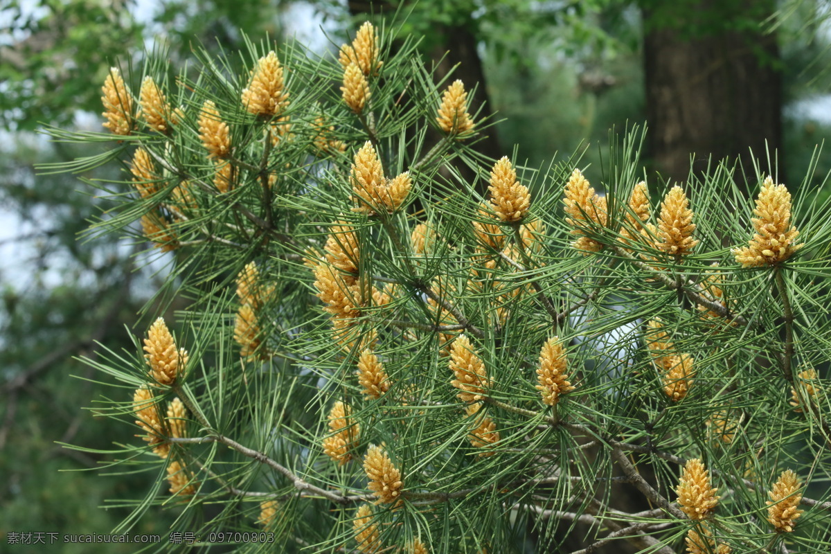 松树花 松枝 花儿 花草 植物 园林绿化 绿化景观 花朵 自然美景 树木树叶 生物世界