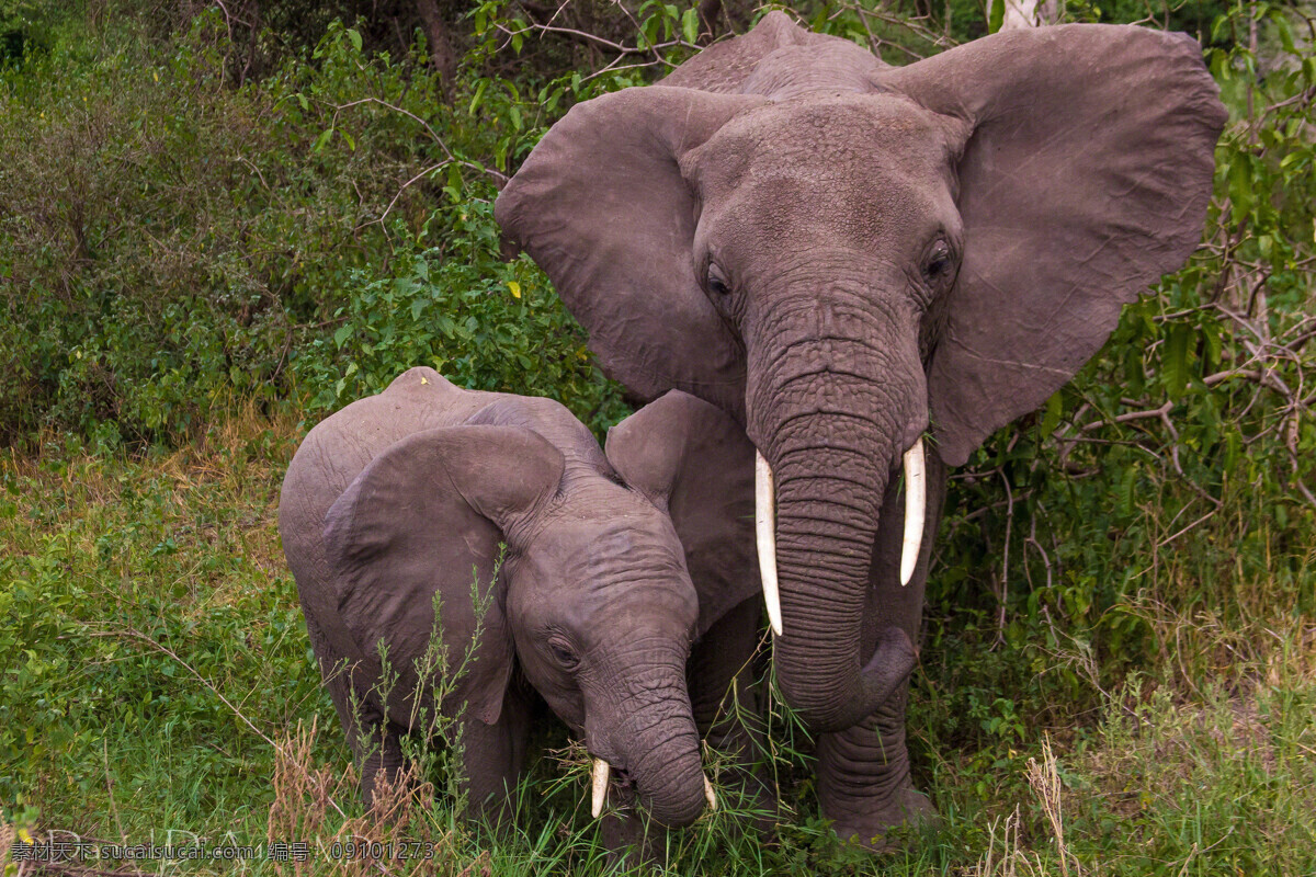 大象 动物世界 自然景观 陆地野生动物 生物世界 自然风光 野生动物