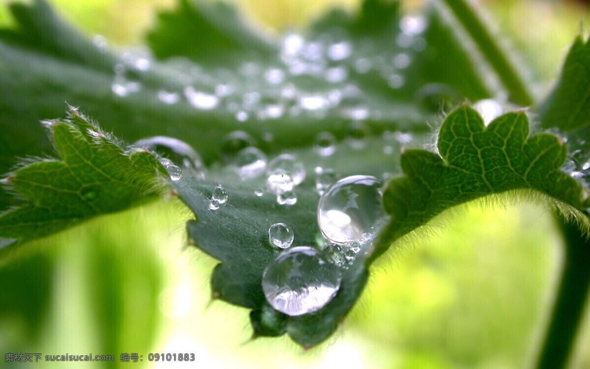 花草 美景 南瓜 生物世界 树叶 水滴 水珠 新雨 后 下雨 植物 新雨后 雨后