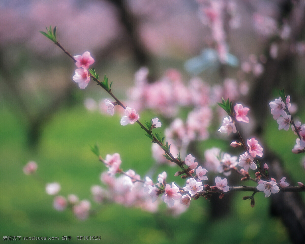 春暖花开 背景 风景 花 花草 花季 摄影图库 植物世界 自然风景 自然景观 花的季节