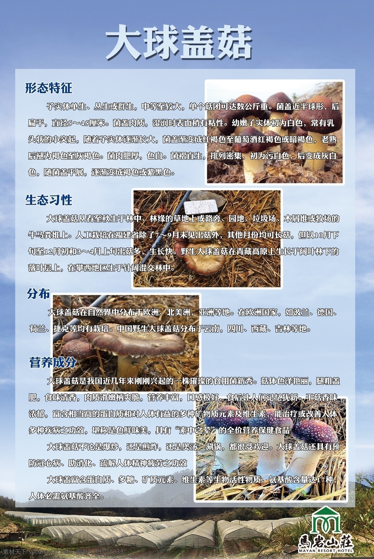 香菇海报 香菇介绍 食物 简介 大球盖菇 香菇 食用方法 海报 tif分层 宣传单