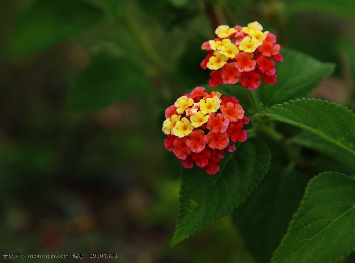 鲜艳 五色 梅 高清 鲜花 花草 花卉 花朵 花