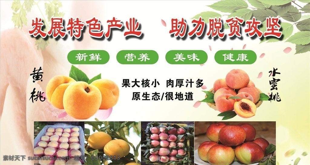 水果 农业背景 黄桃 水蜜桃 油桃 产业素材 农产业背景 清新 矢量 背景