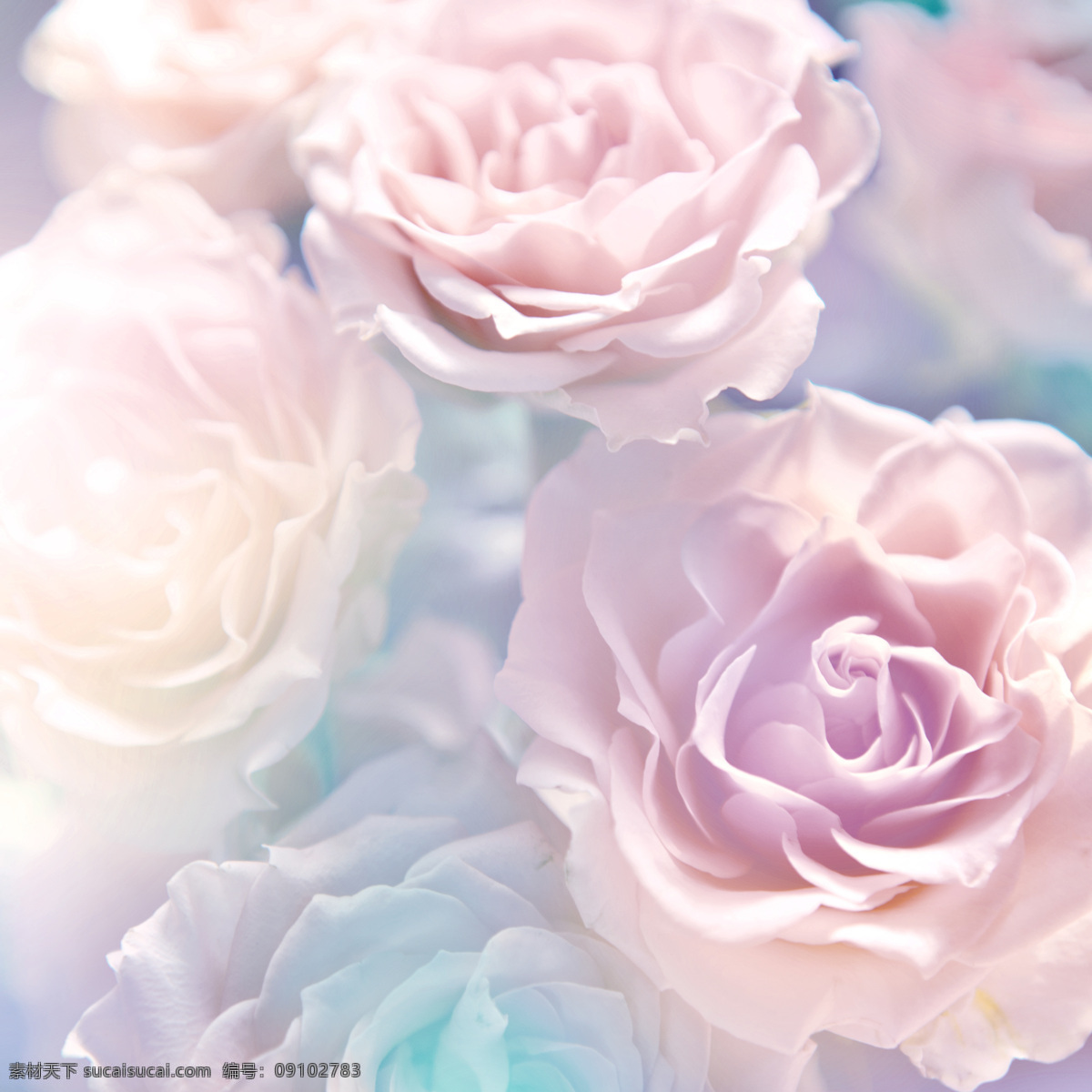 唯美 粉色 牡丹花 光效 花朵 花卉 背景 清新