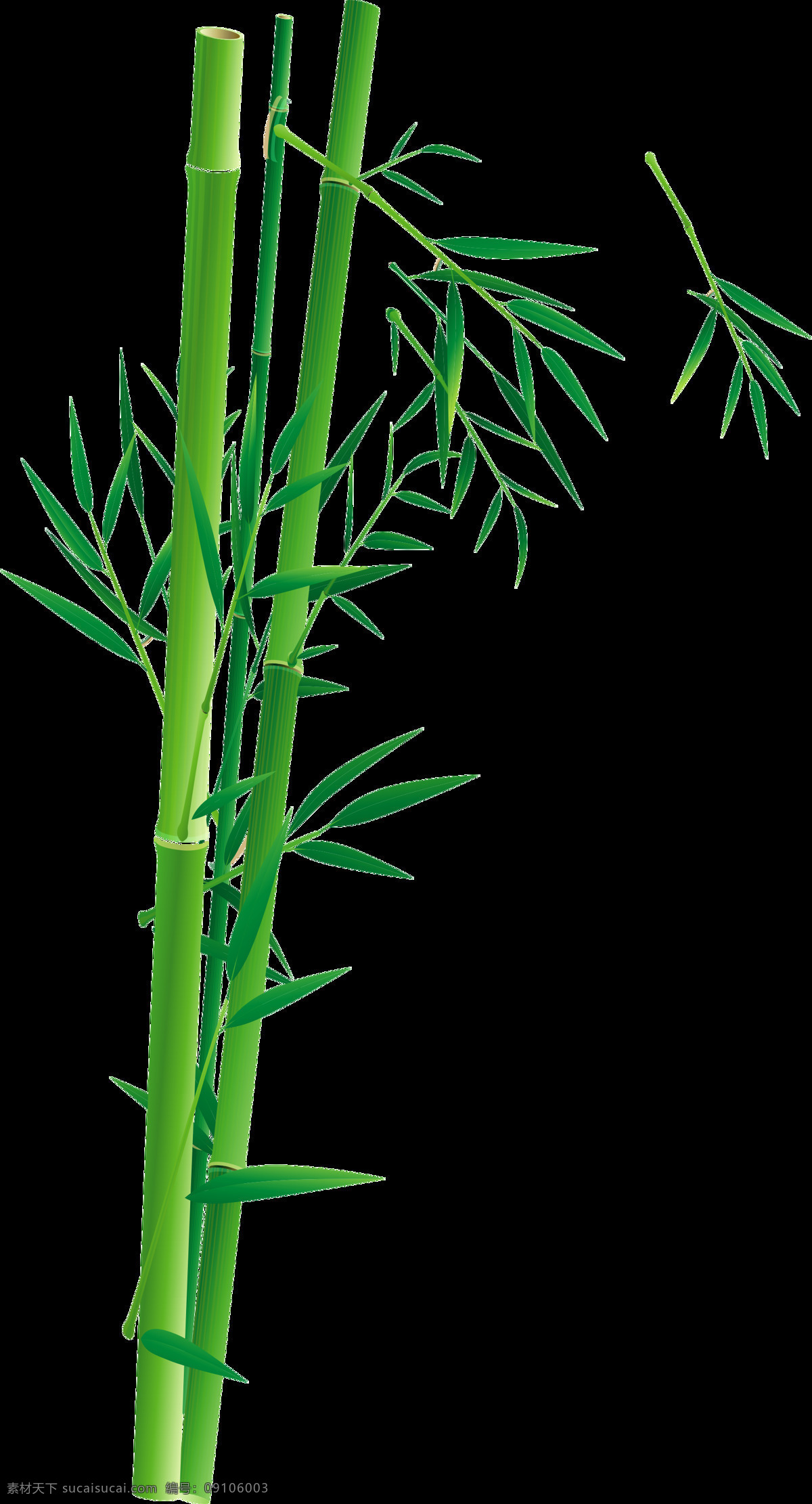 竹子 免抠图片 竹叶 免抠素材 绿色 自然 生物世界 花草