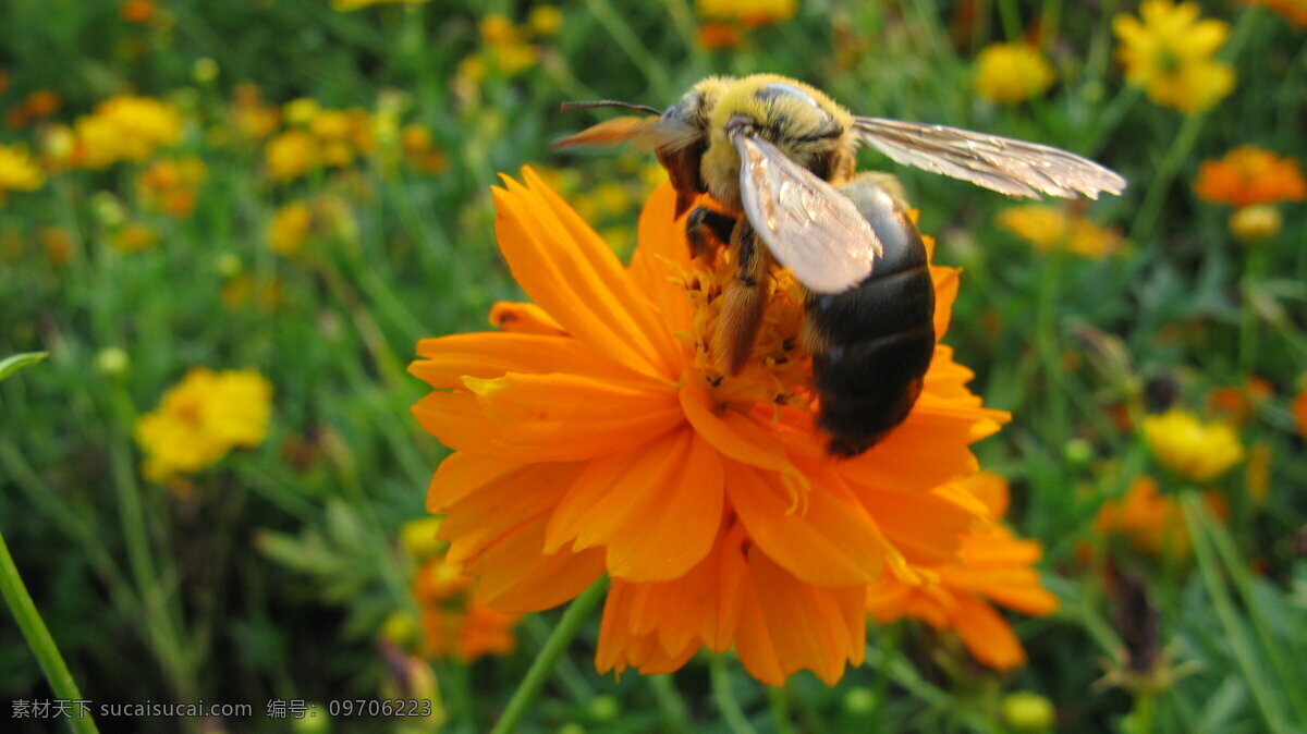 蜜蜂 采花 昆虫 蜜蜂采蜜 生物世界 蜜蜂采花 蜜蜂微距 蜜蜂摄影 蜜蜂采油菜花