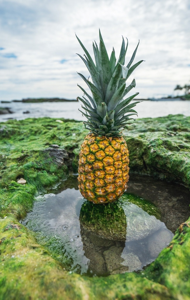 菠萝 水果 大树菠萝 维生素 热带水果 生物世界