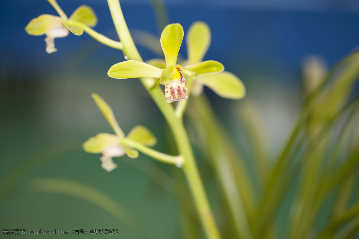 兰花 中国兰花 香兰花 春天的花 香花 花的世界 生物世界 花草
