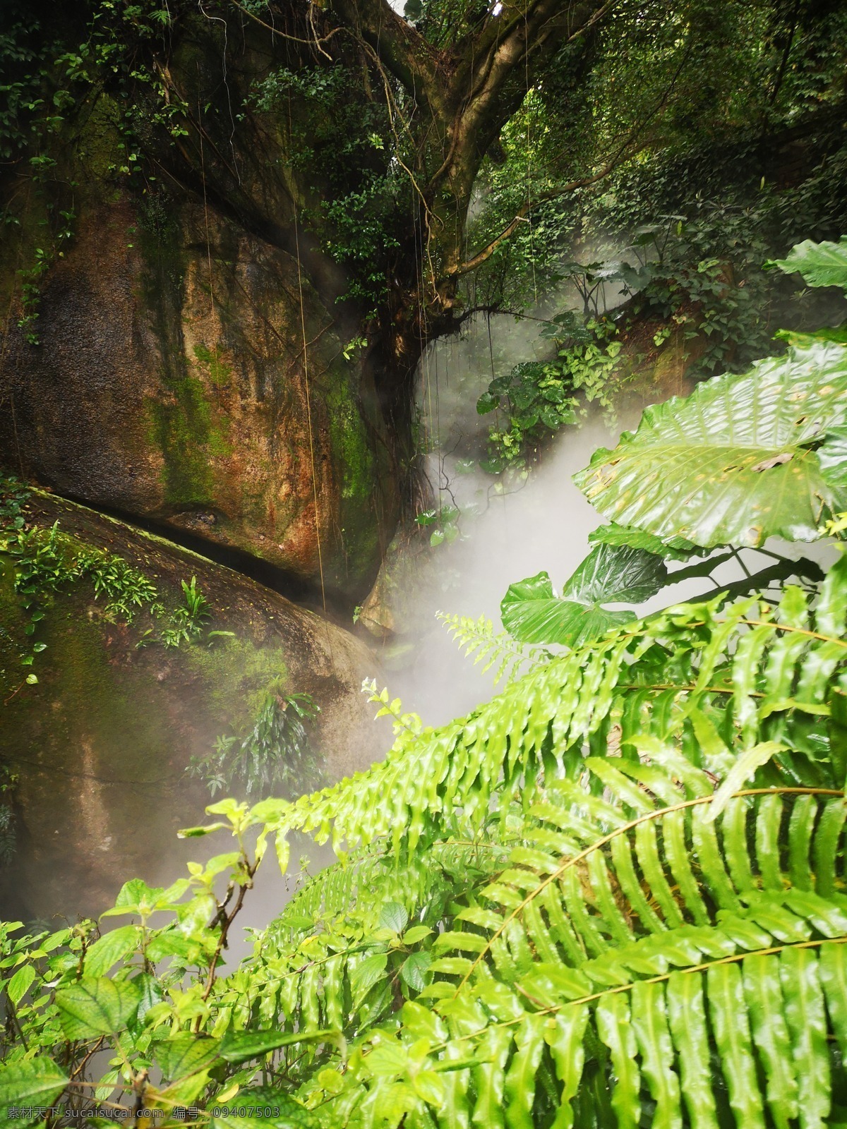 热带 热带雨林植物 亚热带雨林 热带雨林世界 热带雨林天堂 热带丛林 丛林 神秘丛林 丛林背景 雨林背景 雨林 树木 天空 森林 花草树木 旅游摄影 国内旅游