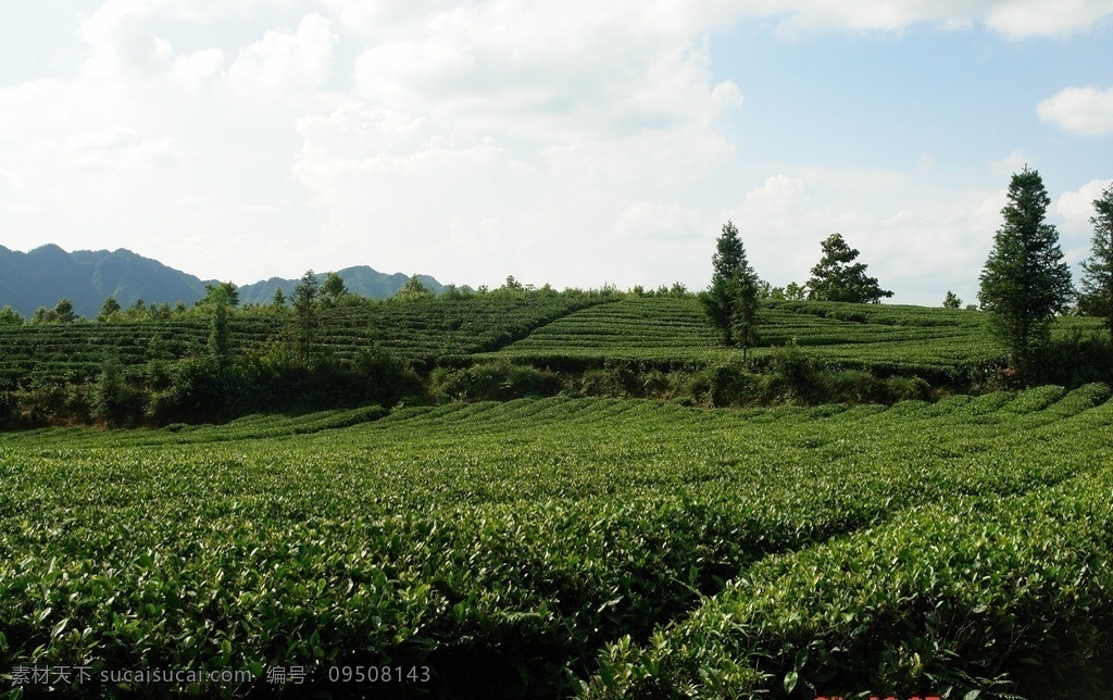 茶叶风景 茶业 茶叶 绿色 环保 晴隆茶 绿茶 背景 田园风光 自然景观