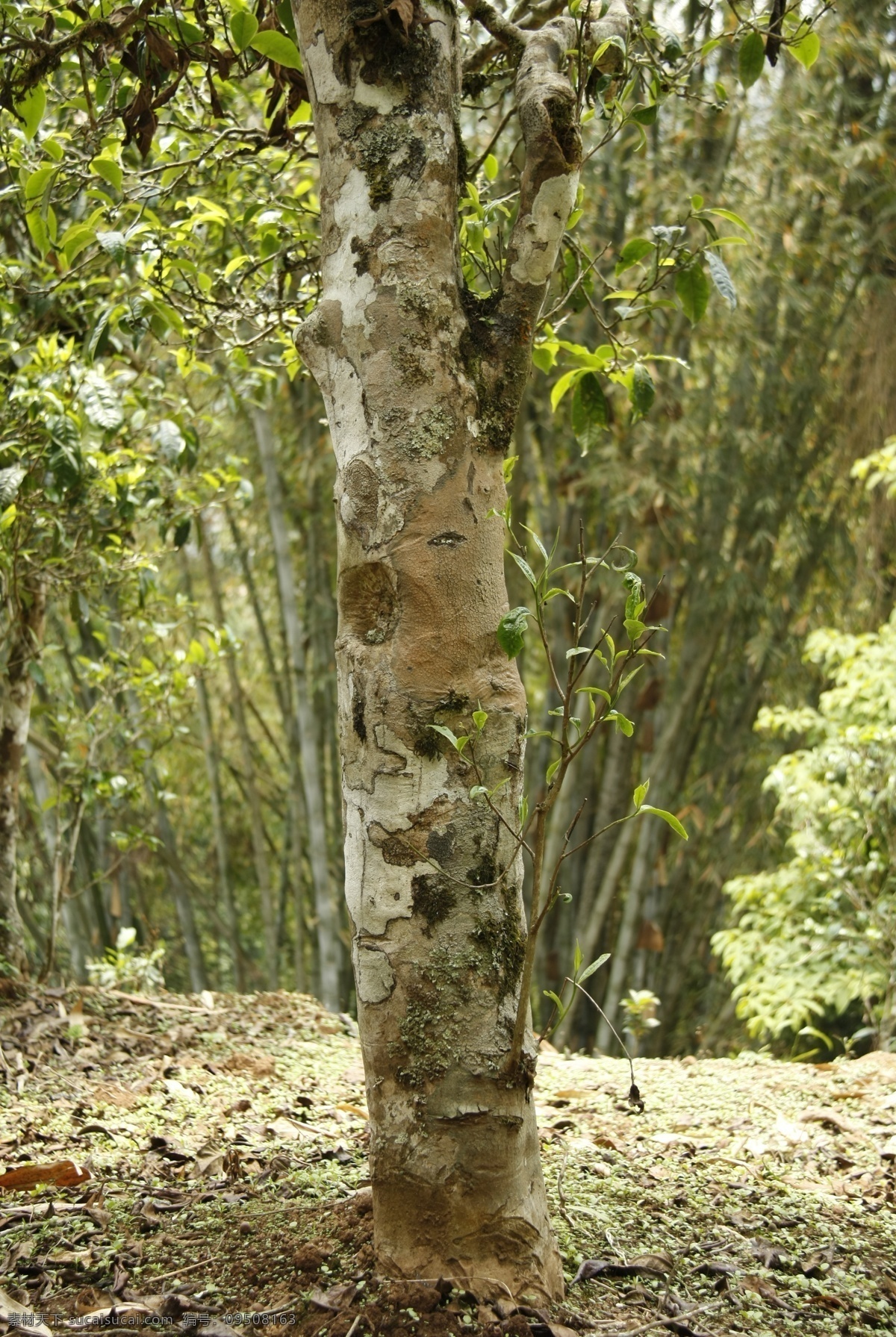 普洱茶树叶 普洱茶 树叶 普洱 茶树 古茶树 茶叶 古树茶 树木树叶 老曼峨 茶山 生物世界