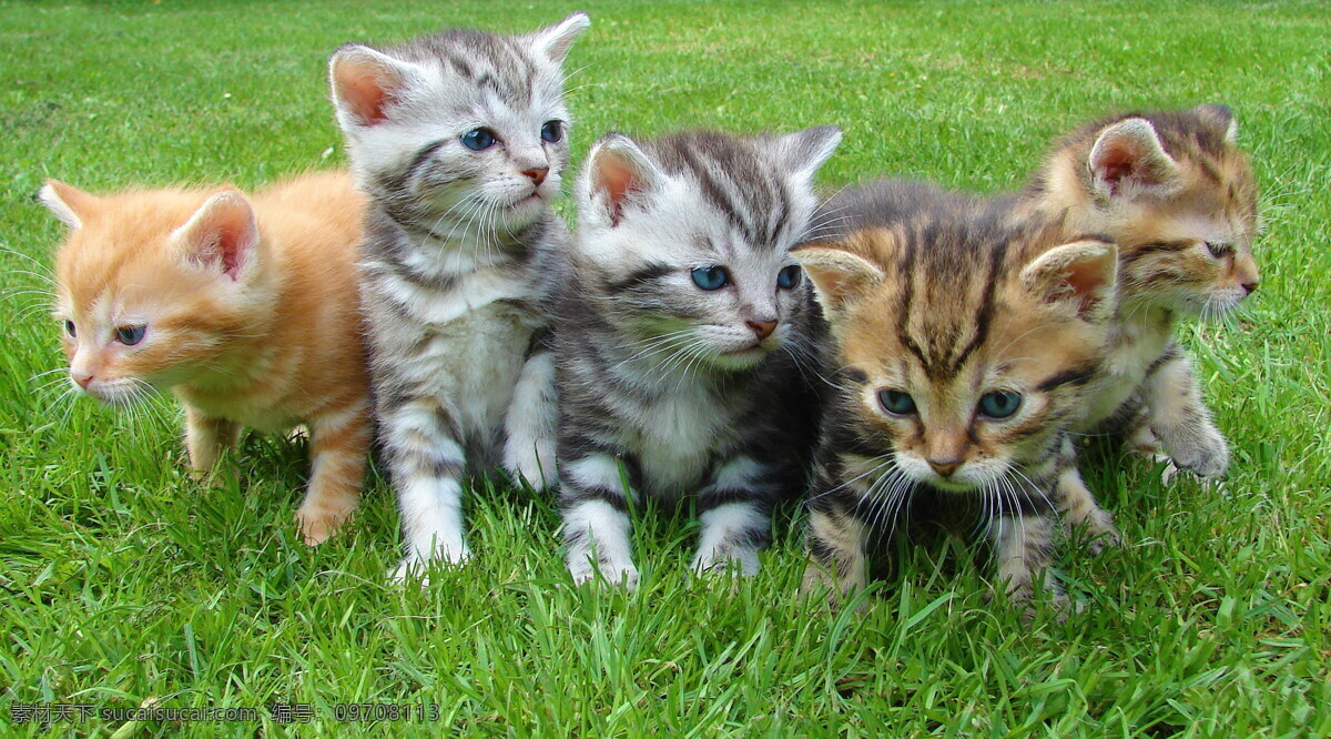 可爱 窝 小猫 高清 一窝小猫 一群小猫 猫咪 小猫咪