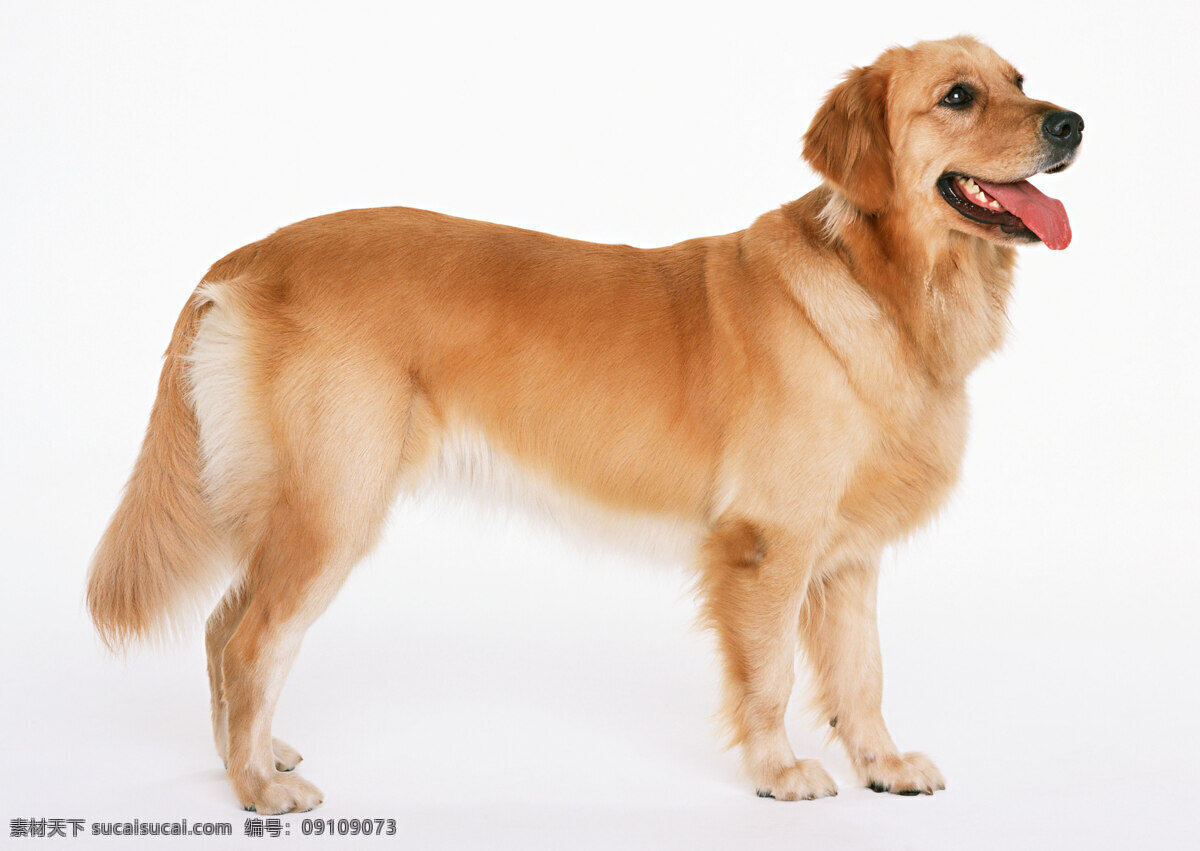 金丝狗 金毛狗 犬 动物 小狗 家禽家畜 生物世界