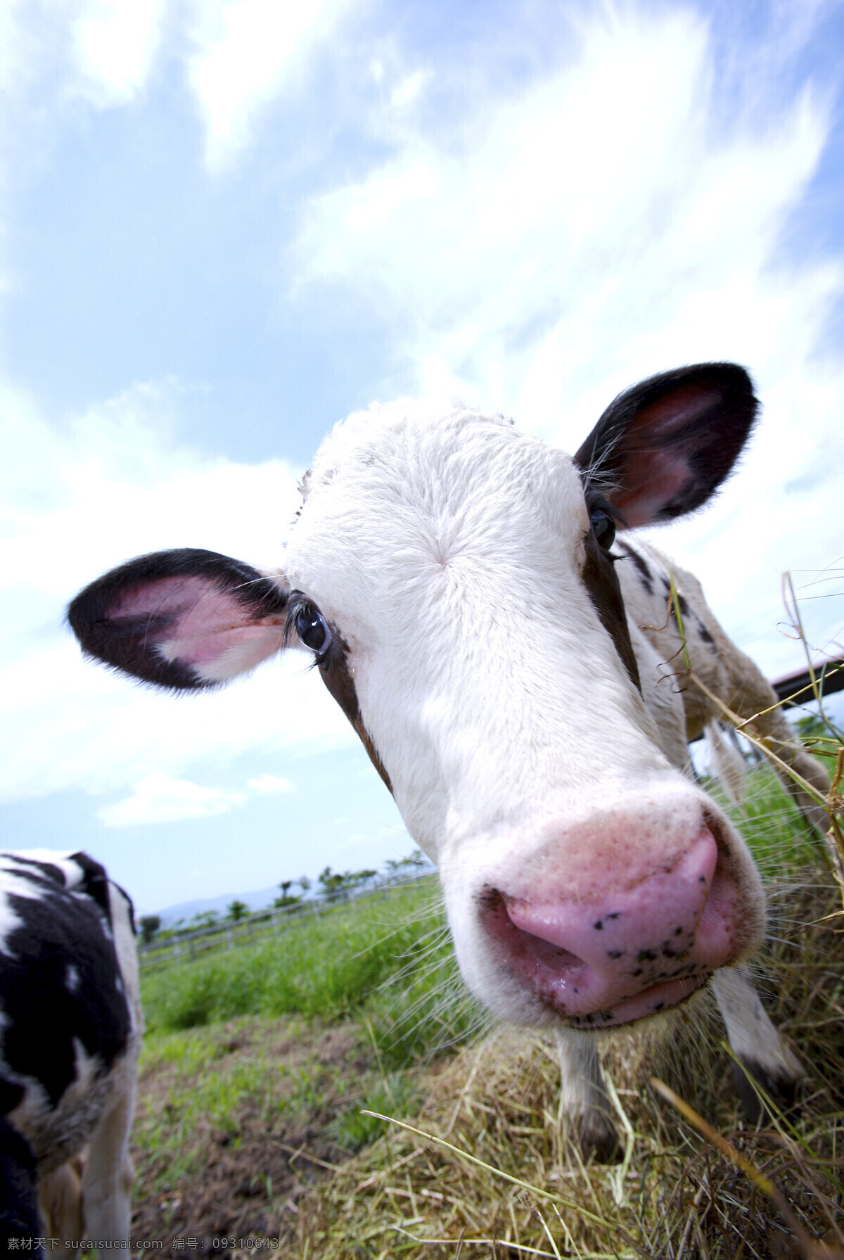 動 物 表情 動物表情 家畜 牛 羊 農場 生物世界