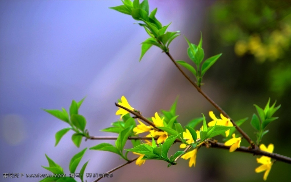 连翘 花卉 鲜花 鲜艳 美丽 草本植物 木本植物 花草 生物世界