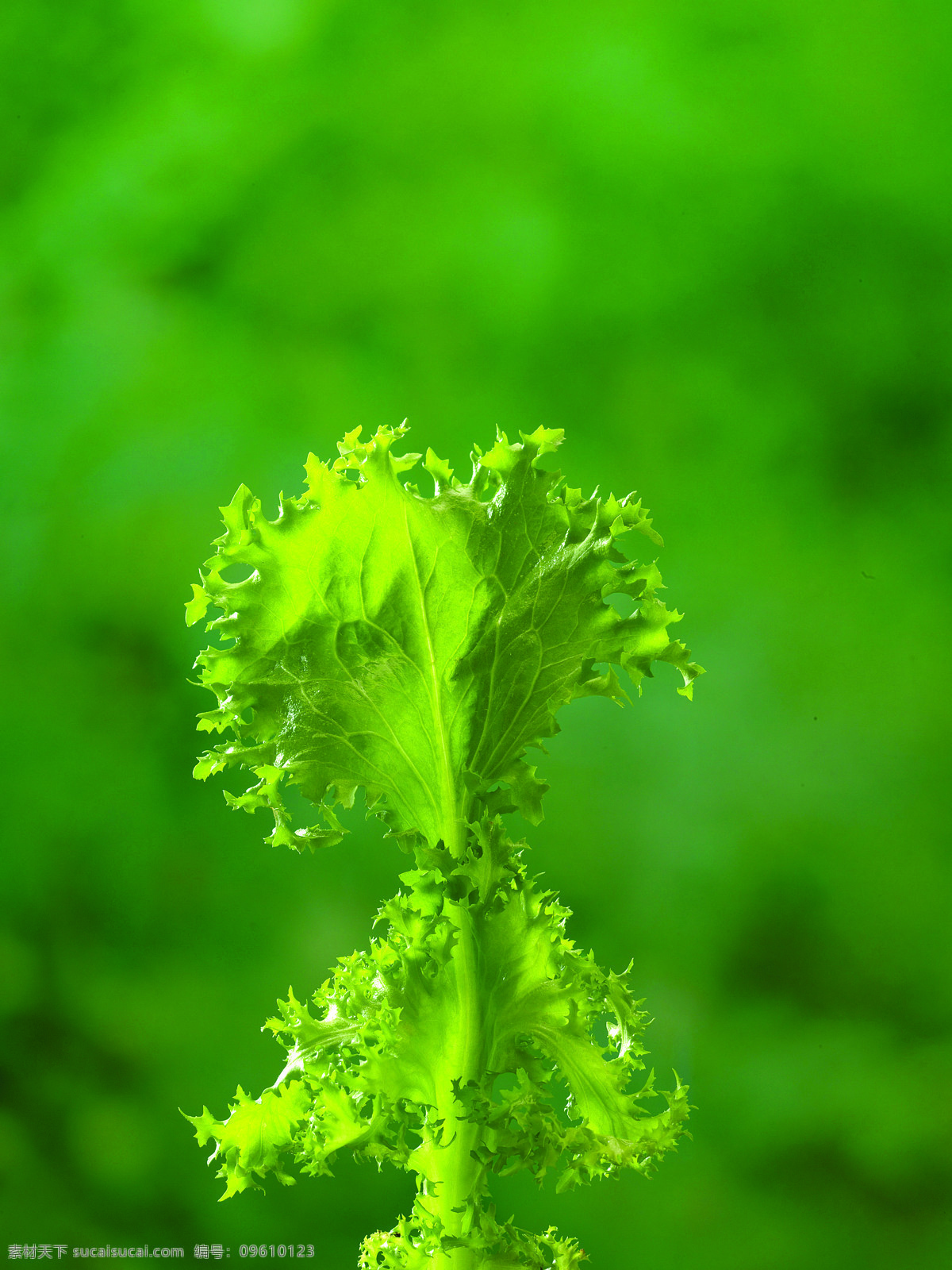 片 青菜 叶子 新鲜蔬菜 菜园 菜地 农作物 绿色食品 摄影图 蔬菜 餐饮美食 花草树木 生物世界