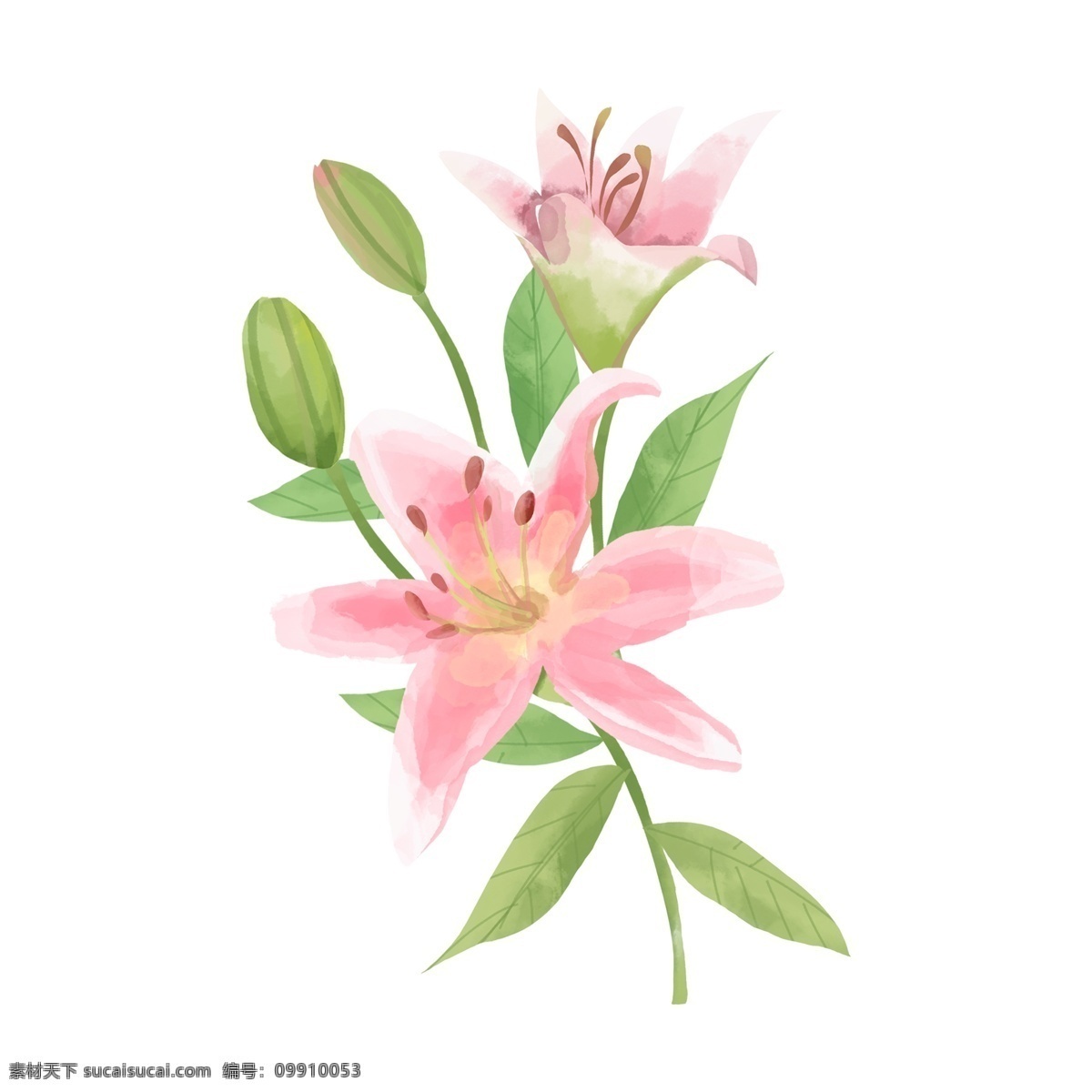 手绘 水彩 风 清新 植物 花卉 插画 元素 花朵 花 绘画 透明 商业 唯美 浪漫 免抠图 装饰 手账