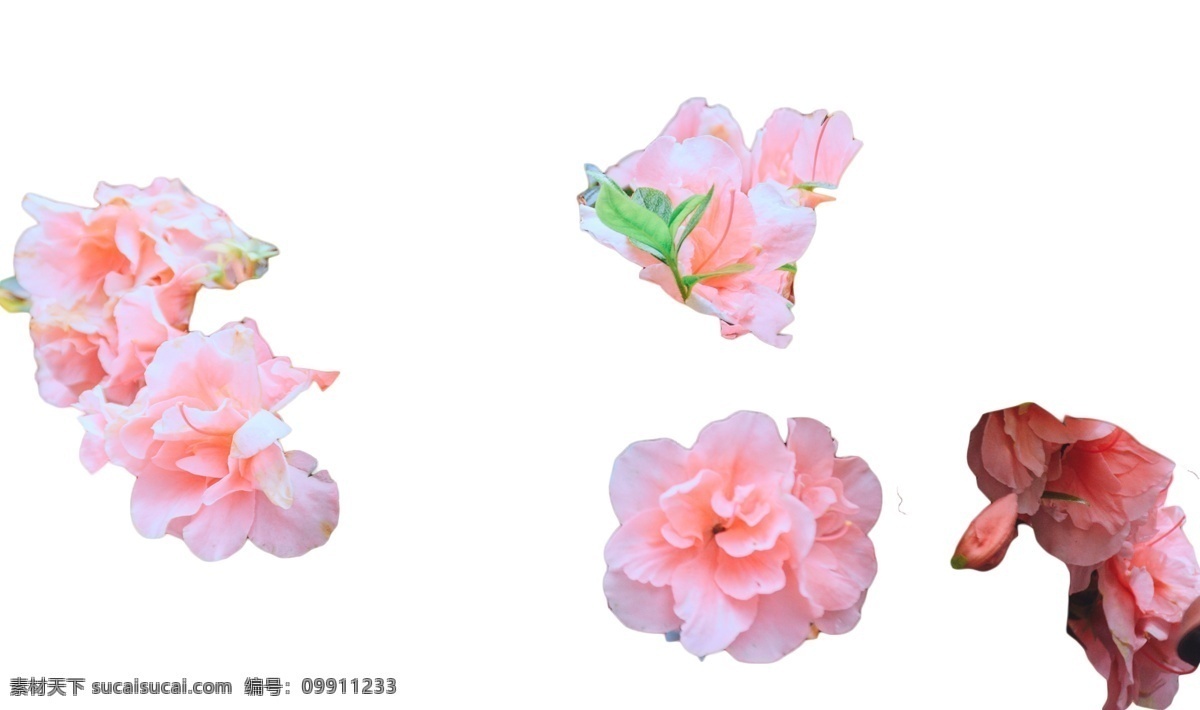 朵 多姿多彩 鲜艳 花枝招展 花香袭人 绚丽多彩 娇巧迷人 娇媚 浪漫 娇娆 婀娜多姿 芳香四溢 孤芳自赏