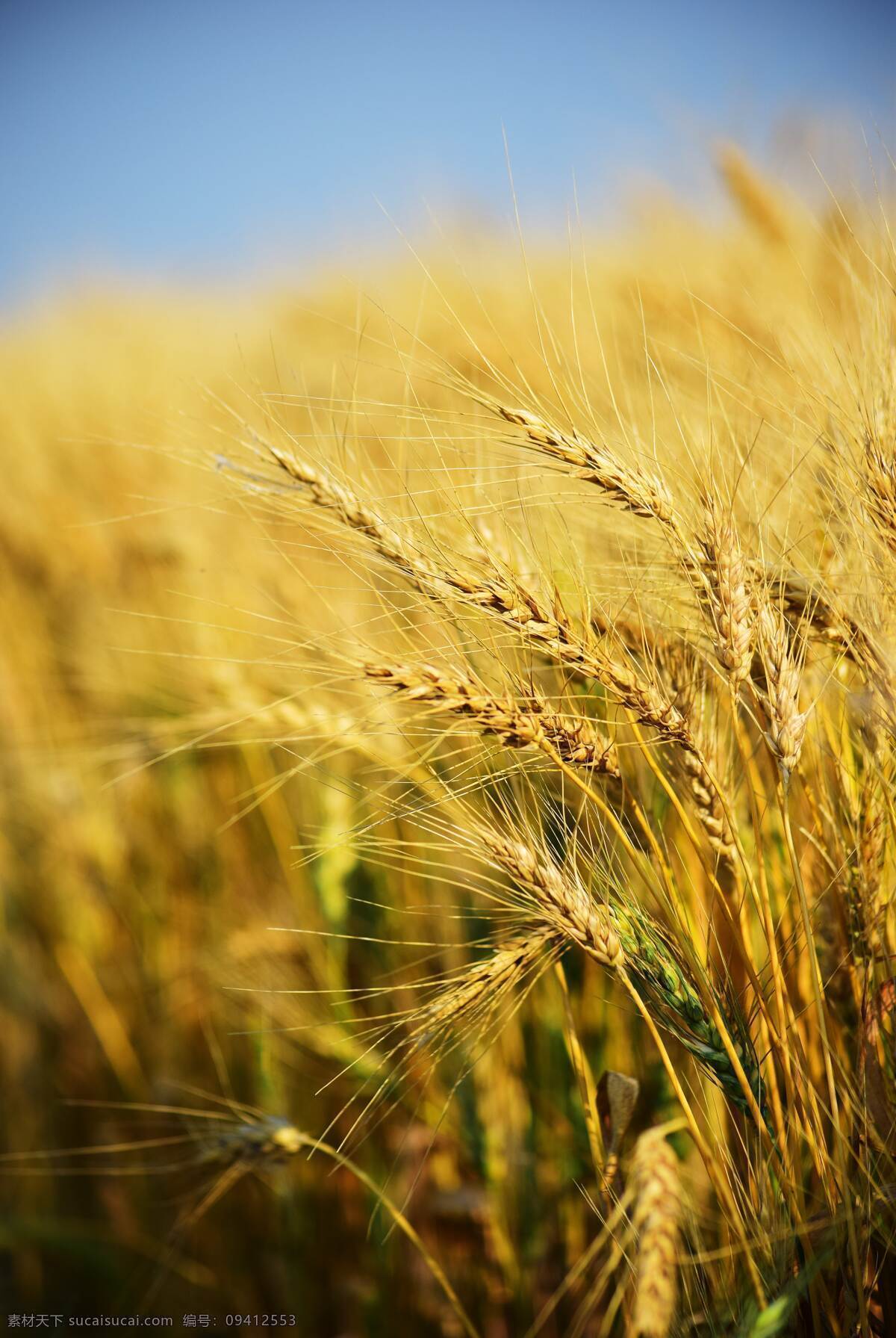 小麦 小满 芒种 节气 地产 麦子 自然景观 田园风光
