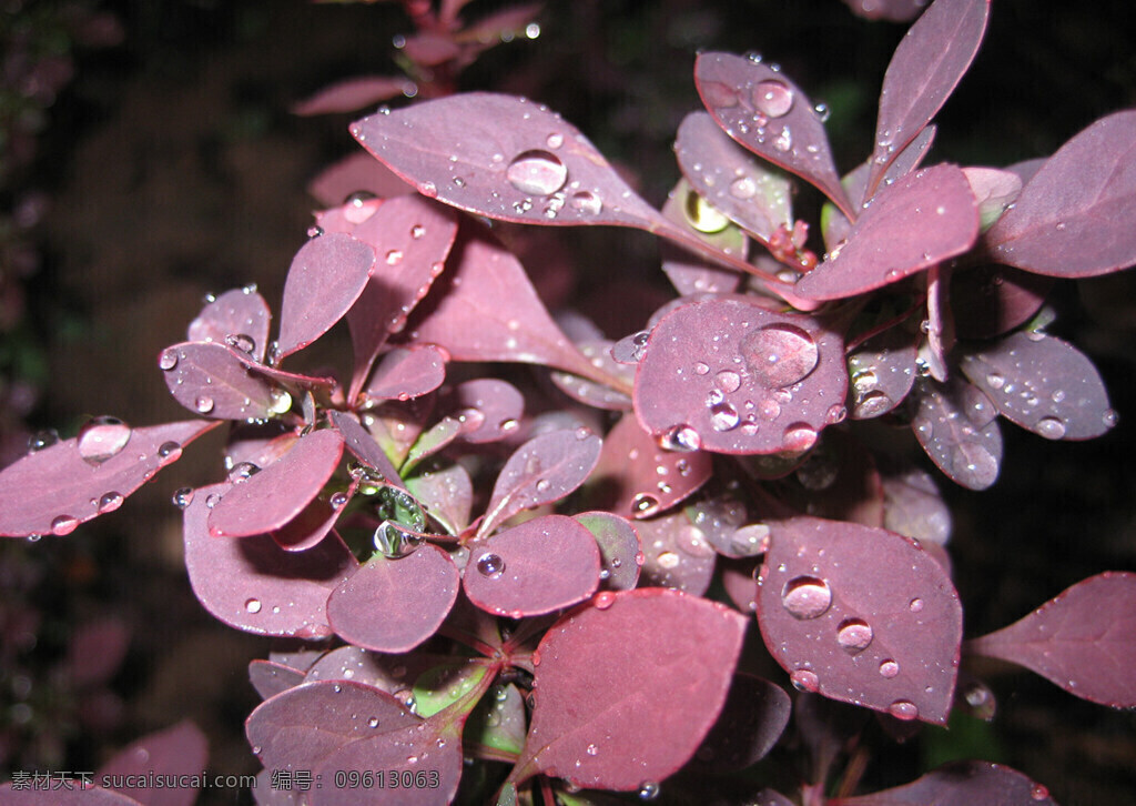 露水 红叶 光线 雨后 树木树叶 生物世界