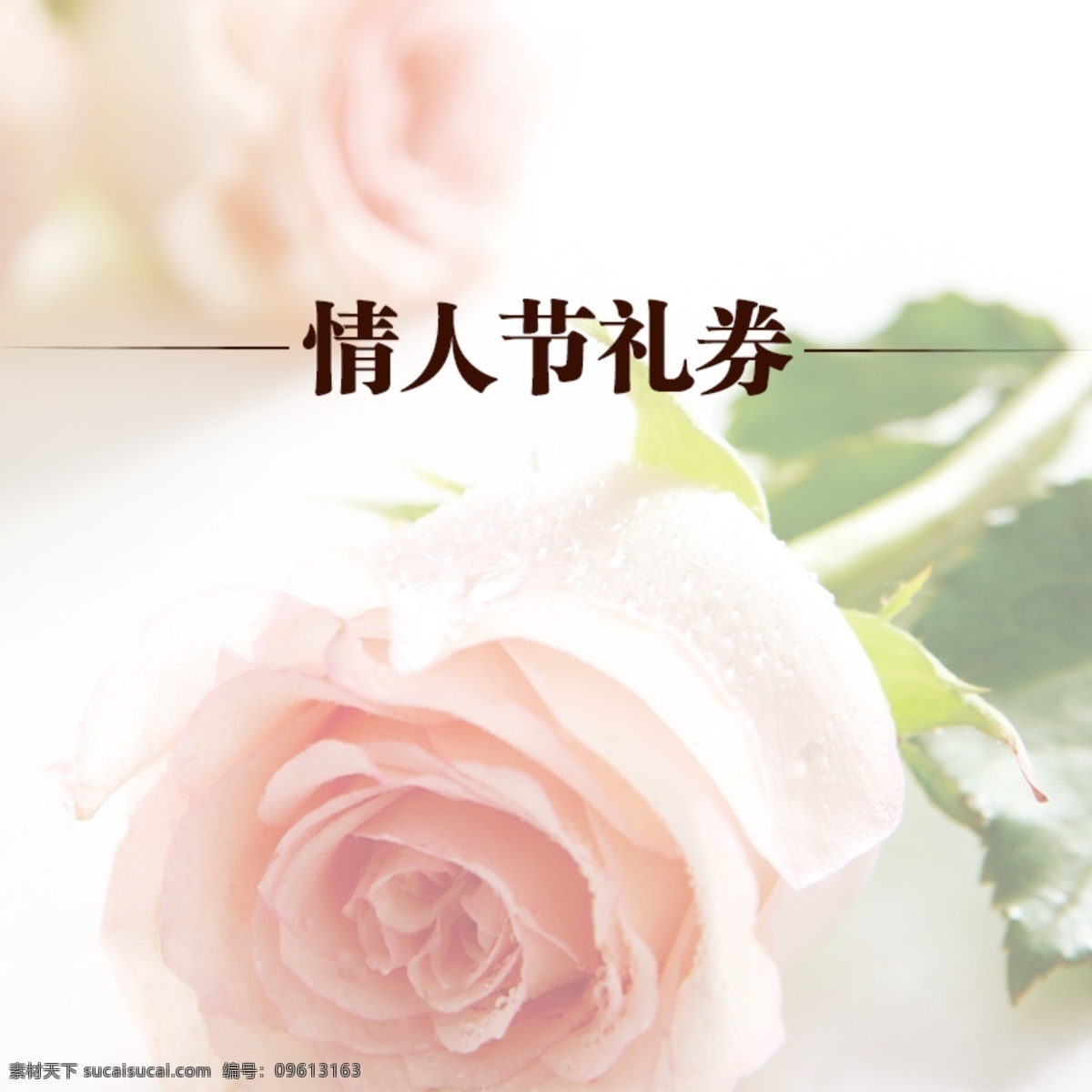 情人节 活动 爱情 主 图 2月14日 礼券 淘宝 玫瑰花 白色