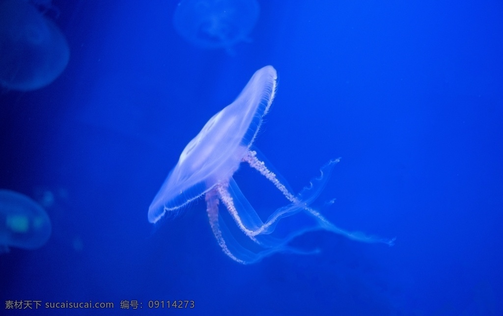 水母 软体 浮游 触须 彩色 水族 斑斓 海洋 风景 生物世界 海洋生物